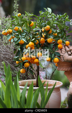 Orange (Citrus Microcarpa), Zwerg-Orangen im Garten, Deutschland Stockfoto