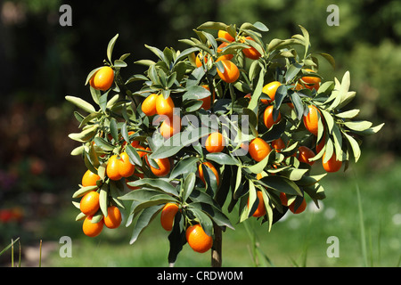 Kumquat (Fortunella Margarita), Früchte am Baum Stockfoto