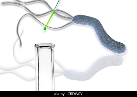 Helicobacter Pylori, eine schädliche Magenbakterium in einem Reagenzglas, Abbildung Stockfoto