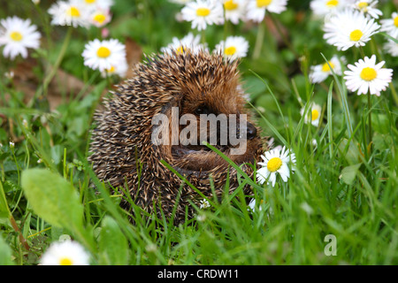 Westlichen Igel, Europäische Igel (Erinaceus Europaeus), auf Wiese mit Gänseblümchen Stockfoto