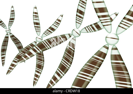 Chromosomen, Abbildung Stockfoto