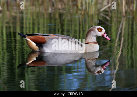 Nilgans (Alopochen Aegyptiacus), Baden, Deutschland Stockfoto