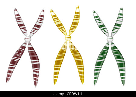Chromosomen, Abbildung Stockfoto