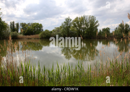 Fluss-Landschaft im Frühling, Deutschland Stockfoto