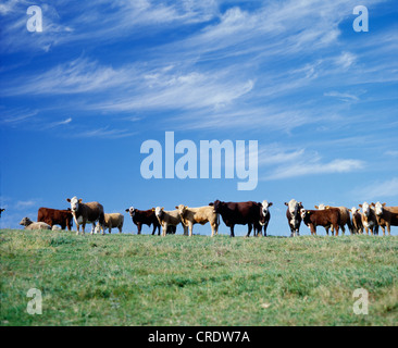 STIER, KÜHE UND KÄLBER / MISSOURI Stockfoto