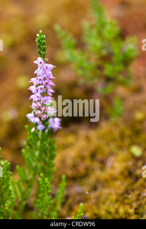 Heather, Ling (Calluna Vulgaris), blühend, Irland, Kerrysdale, Gleninchaquin Park Stockfoto