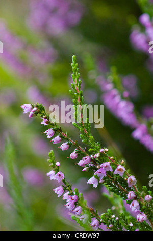 Heather, Ling (Calluna Vulgaris), blühend, Irland, Kerrysdale, Gleninchaquin Park Stockfoto