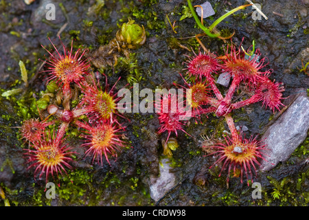 Runde-leaved Sonnentau, Roundleaf Sonnentau (Drosera Rotundifolia), zwei Pflanzen, Irland, Kerrysdale, Gleninchaquin Park Stockfoto