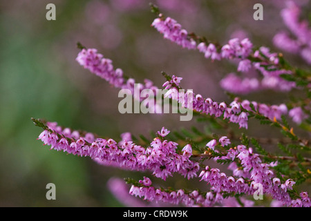 Heather, Ling (Calluna Vulgaris), blühend, Irland, Kerrysdale, Gleninchaquin Park Stockfoto