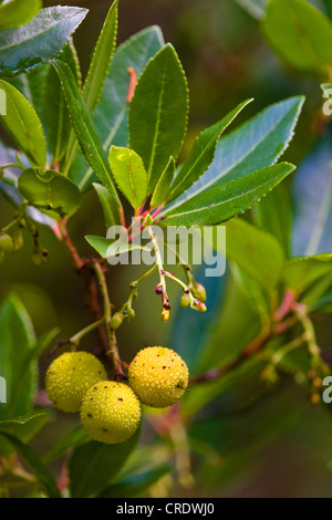 Killarney Erdbeerbaum (Arbutus Madrid), mit Früchten, Irland, Kerrysdale, Derreen Gardens Stockfoto