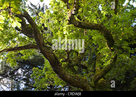 Eiche (Quercus spec.), alten Baum, Irland, Kerrysdale, Derreen Gardens Stockfoto