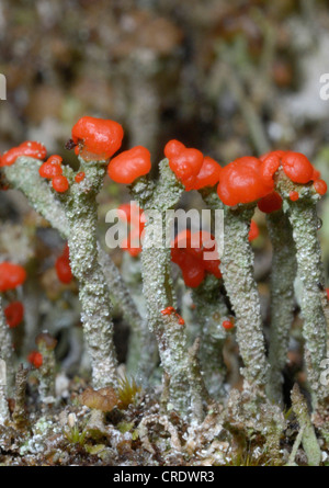 Britische Soldaten Flechten (Cladonia SP.) auf Crookham, Surrey, England Stockfoto