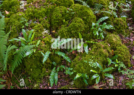 Harts Zunge, Europäische Harts-Zunge Farn (Asplenium Scolopendrium, Phyllitis Scolopendrium) und Moos, Irland, Kerrysdale, Killarney Nationalpark Stockfoto