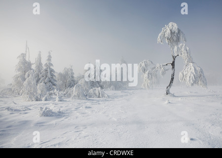 Kleinen, verschneiten Birke auf Mt Kniebis im nördlichen Schwarzwald im Hochnebel, Schwarzwald, Baden-Württemberg Stockfoto