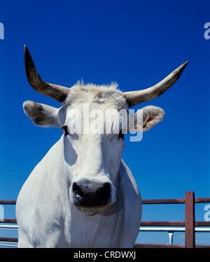 CHIANINA CROSS STEER Stockfoto