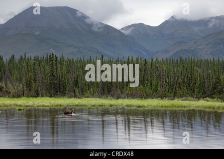 Elch (Alces Alces) stehen in einem See in den Denali Nationalpark, Alaska, USA Stockfoto