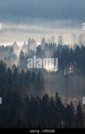 Sonnenstrahlen in einem Wald mit Morgennebel am See Schluchsee im Schwarzwald, Baden-Württemberg, Deutschland, Europa Stockfoto