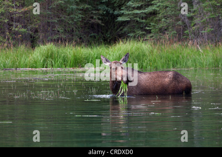 Elch (Alces Alces), Kuh in den späten Fütterung im Denali Nationalpark, Alaska, USA, PublicGround Stockfoto