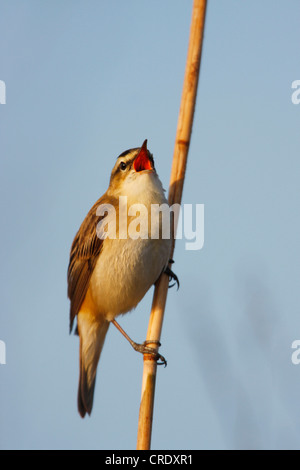 Rohrsänger (Acrocephalus Scirpaceus), singen, Niederlande, Laues Meer Stockfoto