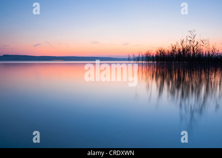 Abendstimmung mit Schilf in der Nähe von Kloster Birnau am Bodensee, Baden-Württemberg, Deutschland, Europa Stockfoto