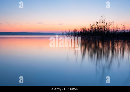 Abendstimmung mit Schilf in der Nähe von Kloster Birnau am Bodensee, Baden-Württemberg, Deutschland, Europa Stockfoto