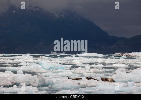 Dichtungen auf Eisschollen von der Columbia-Gletscher im Prinz-William-Sund, Bucht in Alaska, USA, Nordamerika Stockfoto