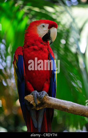 hellroten Aras (Ara Macao), sitzt auf einem Ast, Costa Rica Stockfoto