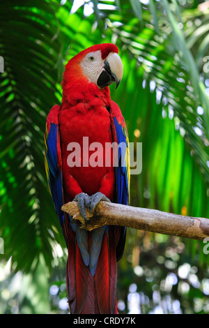 hellroten Aras (Ara Macao), sitzt auf einem Ast, Costa Rica Stockfoto