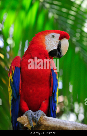 hellroten Aras (Ara Macao), sitzt auf einem Ast, Costa Rica Stockfoto