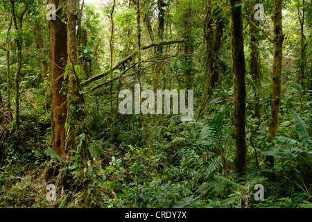 Regenwald-Vegetation in den tropischen Regenwald, Costa Rica, Monteverde Reservat Stockfoto