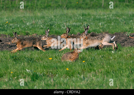 Feldhase (Lepus Europaeus), Paarung Kaninchen, Austria, Neusiedler See Stockfoto