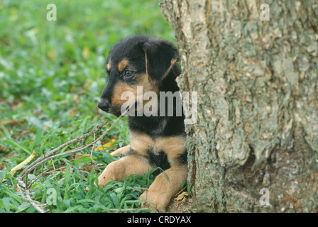 7 WOCHEN ALTEN MISCHLING SCHÄFERHUND-AIREDALE KREUZ WELPEN / STUDIO Stockfoto