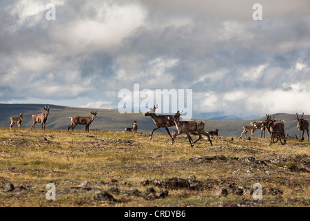 Caribou oder Rentier (Rangifer Tarandus), Herde am oberen Rand der World Highway, Kanada, Nordamerika Stockfoto