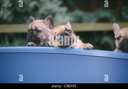 ENTZÜCKENDE FRANZÖSISCHE BULLDOGGE WELPEN / IRLAND Stockfoto