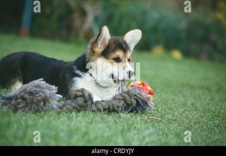 PEMBROKE WELSH CORGI WELPEN IM HOF LIEGEND MIT SPIELZEUG - SEITENANSICHT / IRLAND Stockfoto