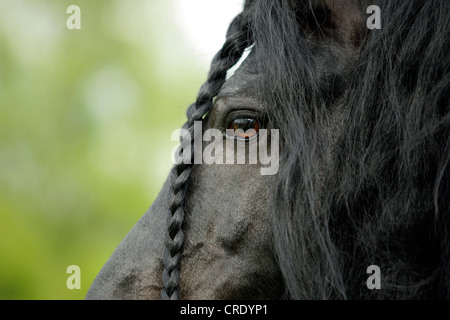 Friesen (Equus Przewalskii F. Caballus), Portrait, detail Stockfoto