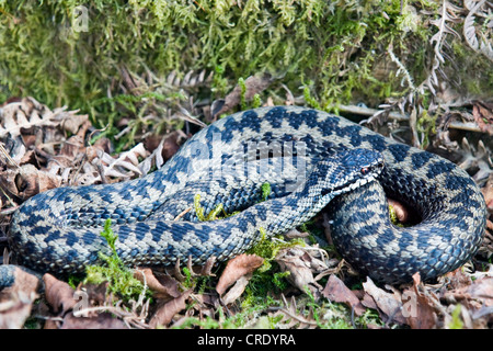 Addierer, gemeinsame Viper, gemeinsame europäische Viper, gemeinsame Viper (Vipera Berus), gerollt in Moos, Großbritannien, Schottland, Isle of Mull Stockfoto