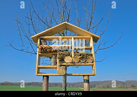 Schachteln Sie Hilfe mit Holz und Holunder Stiele für Wildbienen und andere Insekten nisten, für Wildbienen, Insekt Nest oder hotel Stockfoto