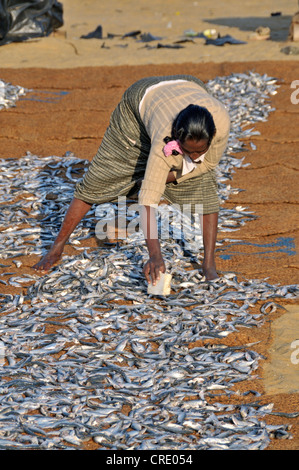 Getrockneter Fisch Fische Trocknen auf Kokosmatten am Strand, die Arbeit der Frauen, Negombo, Sri Lanka, Südasien, Asien Stockfoto