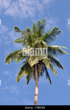 Kokospalme (Cocos Nucifera), Tangalle, Sri Lanka, Ceylon, Asien Stockfoto