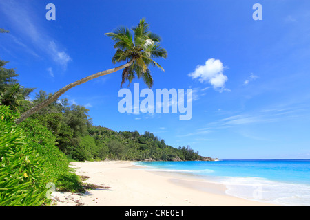 Kokospalme (Cocos Nucifera) auf Anse Intendance, Mahe, Seychellen, Afrika, Indischer Ozean Stockfoto