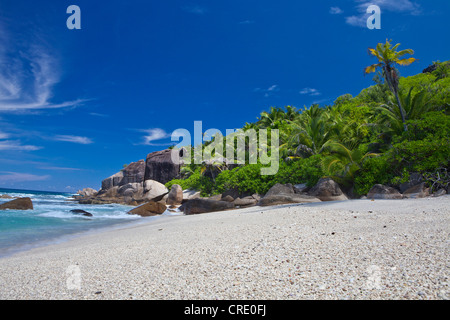 Strand mit Palmen, Anse Parnelle, Mahe, Seychellen, Afrika, Indischer Ozean Stockfoto