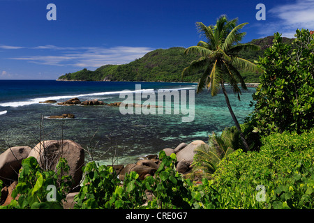 Küste, Palmen Bäume, Anse Parnelle, Mahe, Seychellen, Afrika, Indischer Ozean Stockfoto