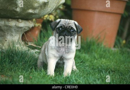 ADORABLE MOPS WELPEN SITZEN IM HOF Stockfoto