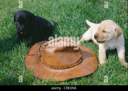 6 Woche alt registrierte gelbe und schwarze Labrador Retriever Welpen / PENNSYLVANIA Stockfoto