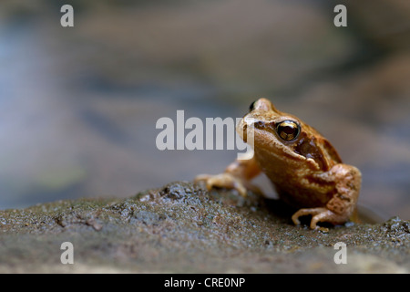 Springfrosch (Rana Dalmatina) in einem Bach in der Wutachschlucht, Schwarzwald, Baden-Württemberg, Deutschland, Europa Stockfoto