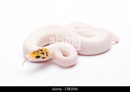 Königliche Python (Python Regius), Bumble Bee Piebald, Weiblich, Willi Obermayer Reptilien Zucht, Österreich Stockfoto