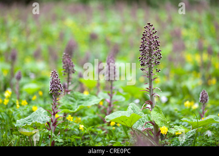 Gemeinsamen Pestwurz (Petasites Hybridus, Petasites Officinalis) im Frühjahr in der Wutachschlucht Schlucht in der Nähe von Bonndorf, Schwarzwald Stockfoto