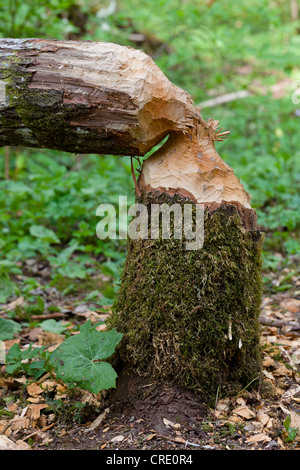 Baumstamm nagte und gefällt durch ein Biber, Wutachschlucht Tal, Baden-Württemberg, Deutschland, Europa Stockfoto