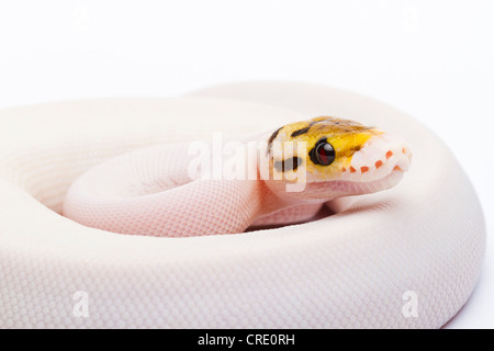 Königliche Python (Python Regius), Bumble Bee Piebald, Weiblich, Willi Obermayer Reptilien Zucht, Österreich Stockfoto